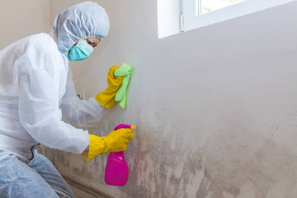 Best Mold Damage Restoration  in Blue Jay, OH